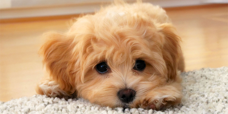 What is a Maltipoo